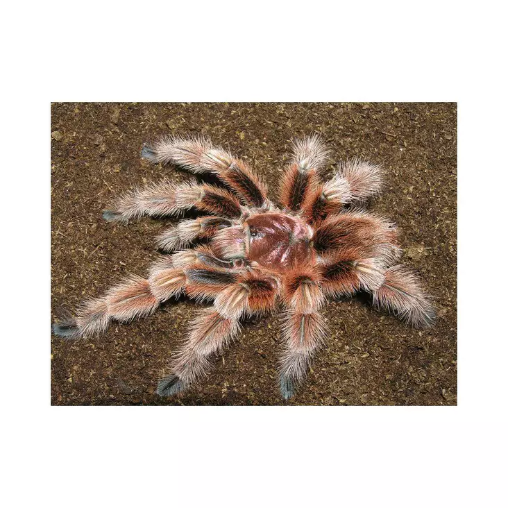 Hämähäkki Chilen tarantula - Hämähäkit ja skorpionit - 3442326 - 1