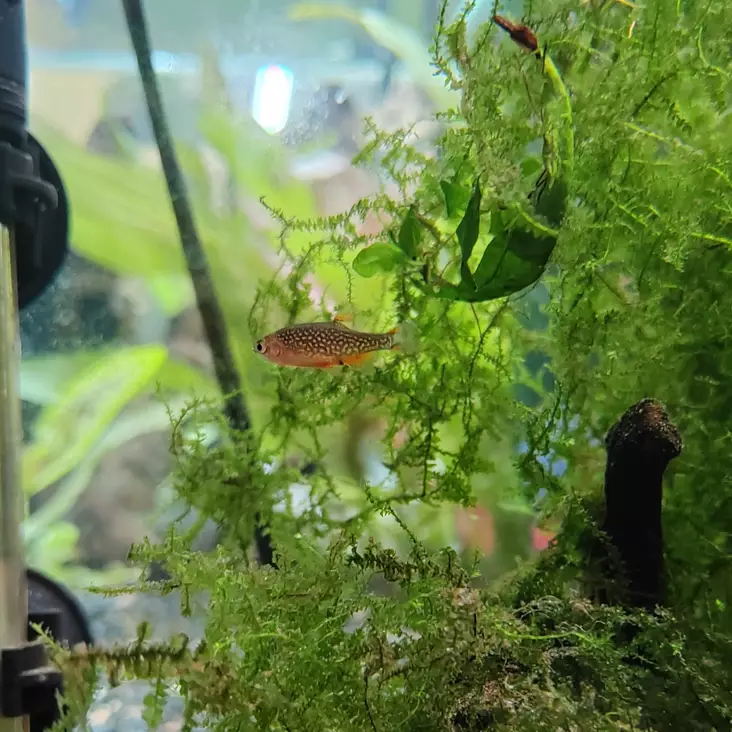 Helmiseeprakala - Särkikalat - 2400086 - 1