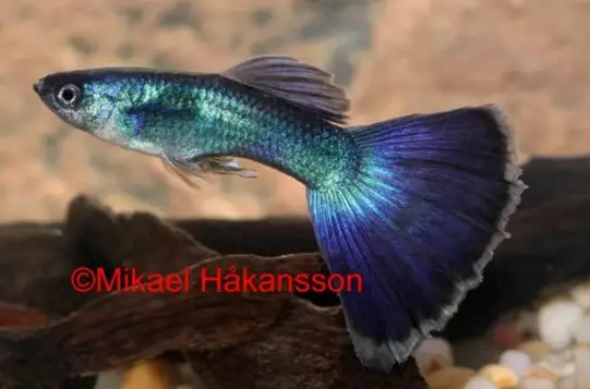 Miljoonakala blue delta - Synnyttävät ja killit - 14684157676 - 1