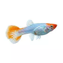 Miljoonakala naaras golden koi - Synnyttävät ja killit - 0125236 - 1