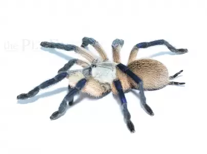 Monocentropus balfouri tarantula - Hämähäkit ja skorpionit - 4250349434516 - 1