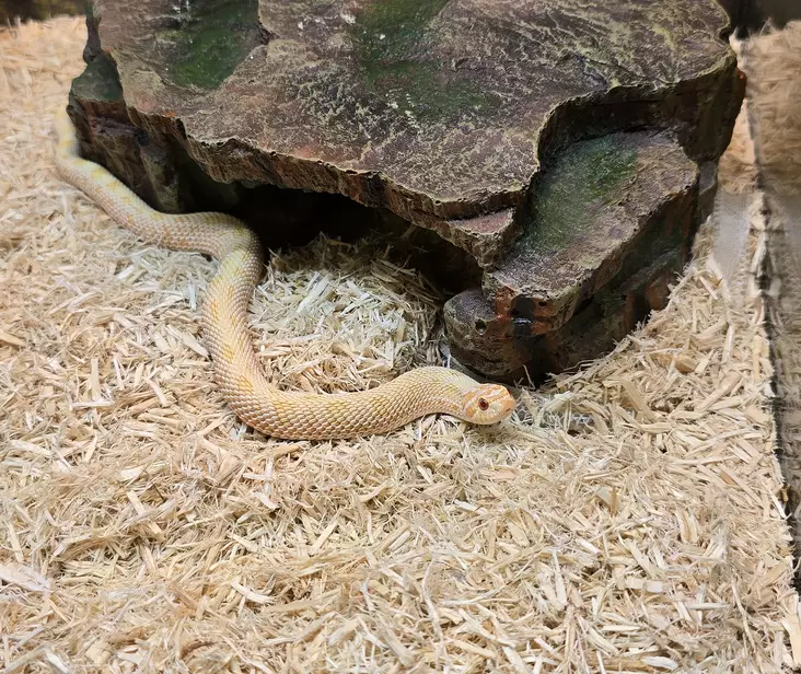 Siankärsäkäärme albino conda - Käärmeet - 1546416 - 1
