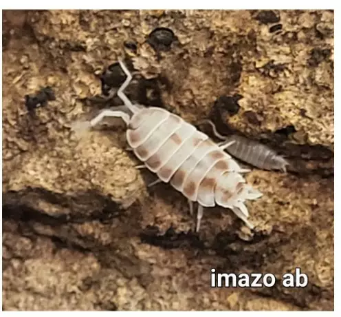 Siiralaji porcellionides pruinosus - Kuoriaiset, sauvasirkat ym - 2533556 - 1