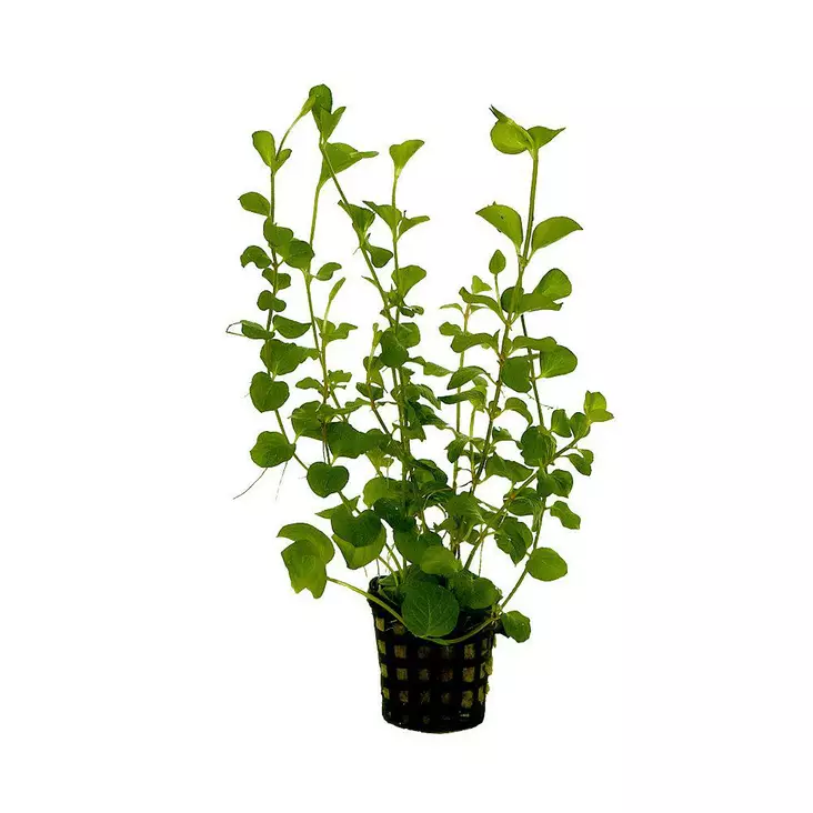 Akvaariokasvi Lysimachia nummularia - Akvaariokasvit - 093.0196 - 1