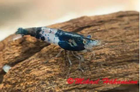 Sukarapu rili blue - Ravut ja kotilot - 1235486 - 1