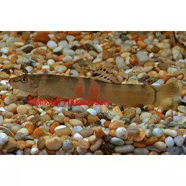 Sumonuoliainen - Muut akvaariokalat - 158746 - 1