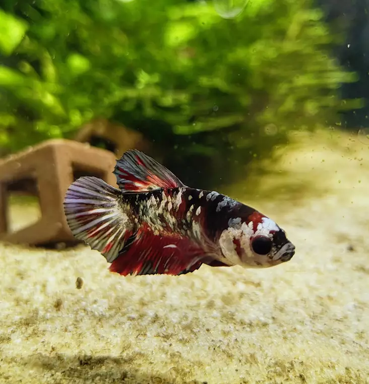 Taistelukala koiras PKHM Galaxy koi - Labyrinttikalat - 7050046 - 3
