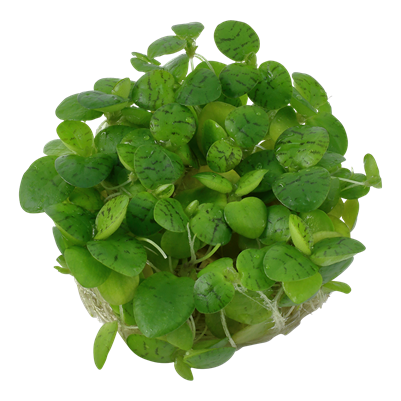 1-2 Grow amerikankilpukka - Akvaariokasvit - 5703249863027 - 2