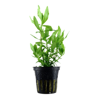 Akvaariokasvi Intianvesitähdikki - Akvaariokasvit - 8715897016967 - 1