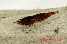 Sukarapu "sp suklaa" - Ravut ja kotilot - 146587 - 1