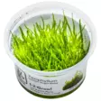 1-2 Grow Sammal Taxiphyllym barberi - Akvaariokasvit - 5703249803047 - 1