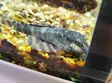 L2 Tiger pleco / tiikeripleko - Pohjakalat - 547474574567 - 1