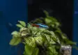 Neontetra - Tetrat - 7010217 - 1