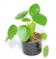 Kilpipiilea Pilea peperomioides - Terraariokasvit elävät - 425349442887 - 1