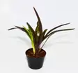 Bromelia Neoregelia "midas" - Terraariokasvit elävät - 1564987 - 1