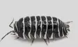 Siiralaji Seepra Armadillidium maculatum - Kuoriaiset, sauvasirkat ym - 4250349410107 - 2