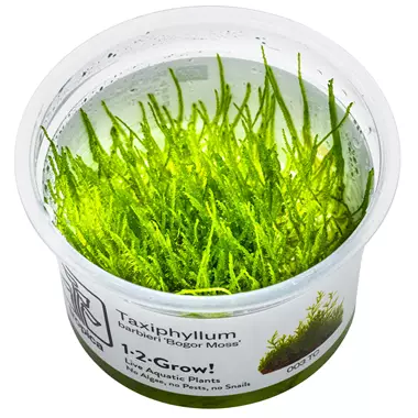 1-2 Grow Sammal Taxiphyllym barberi - Akvaariokasvit - 5703249803047 - 1