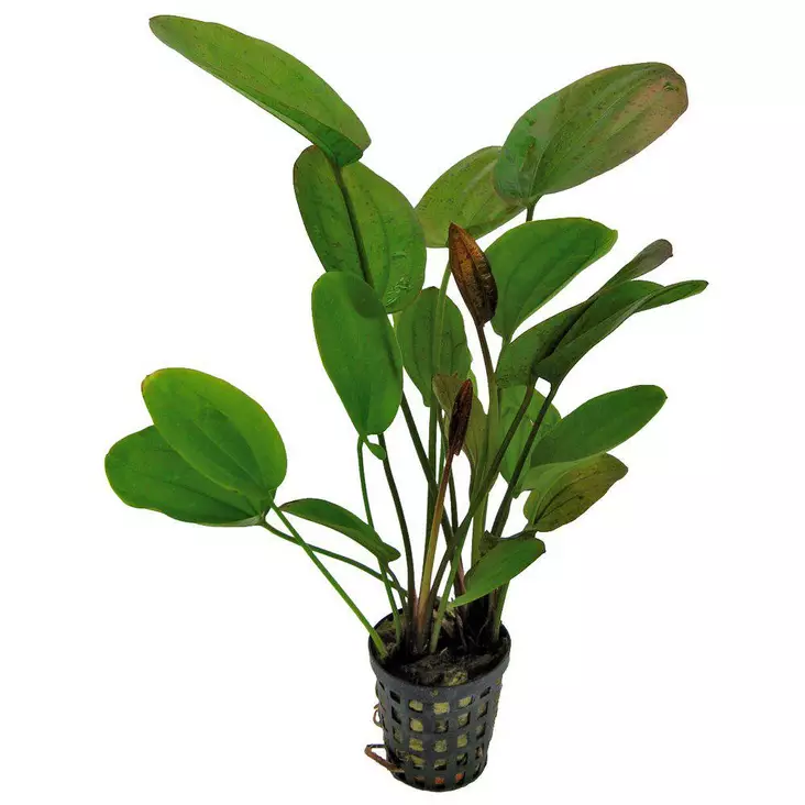 Akvaariokasvi Echinodorus Chrileni - Akvaariokasvit - 3453337 - 1