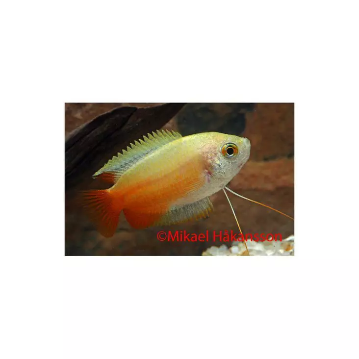 Hunajarihmakala - Labyrinttikalat - 7050107 - 1