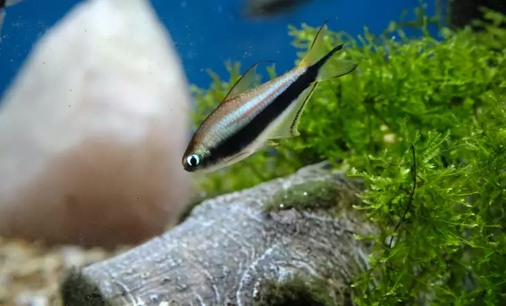 Keisaritetra - Tetrat - 7010057 - 1