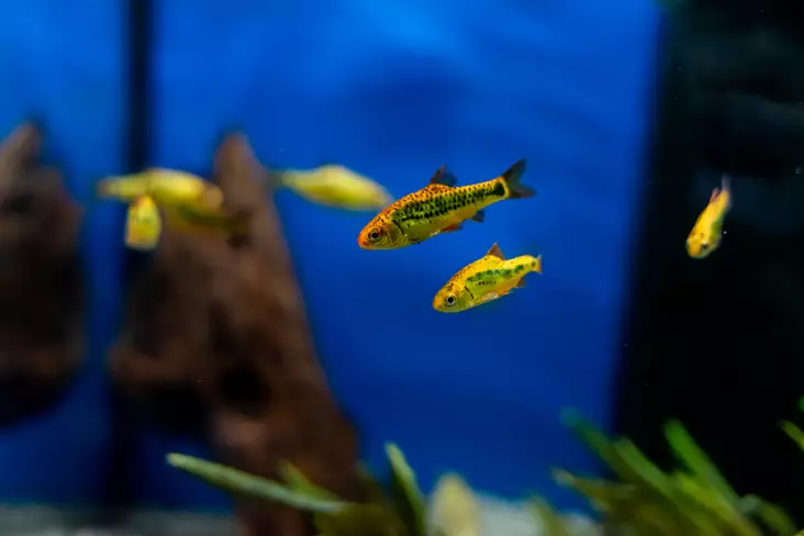 Keltabarbi - Särkikalat - 7020117 - 1