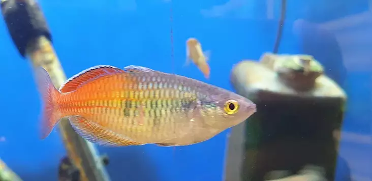 Kultapyrstösateenkaarikala - Sateenkaarikalat - 7100017 - 1