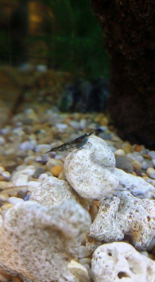 Leväsukarapu Caridina japonica - Kirjoahvenet - 7120077 - 1