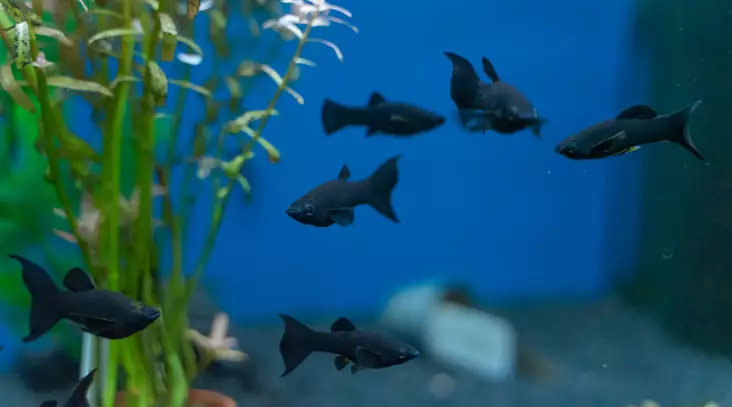 Molli musta - Synnyttävät ja killit - 2500047 - 1