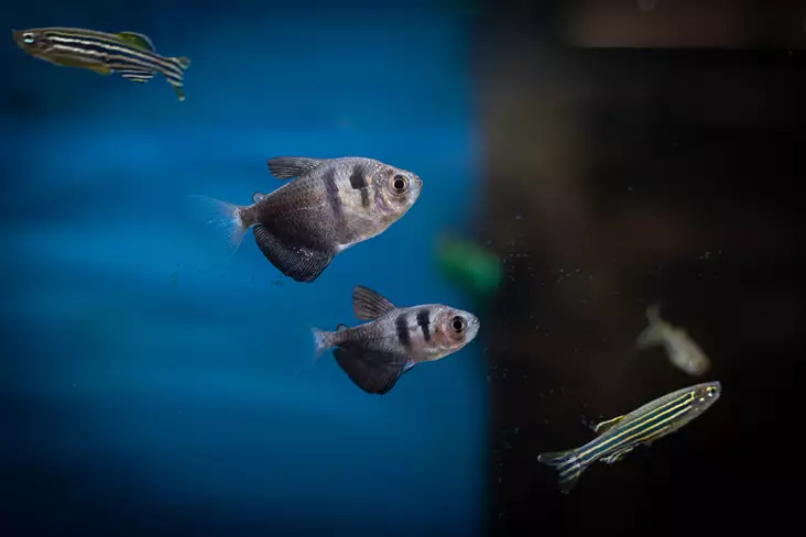 Mustatetra - Tetrat - 7010187 - 1