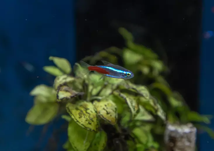 Neontetra - Tetrat - 7010217 - 1