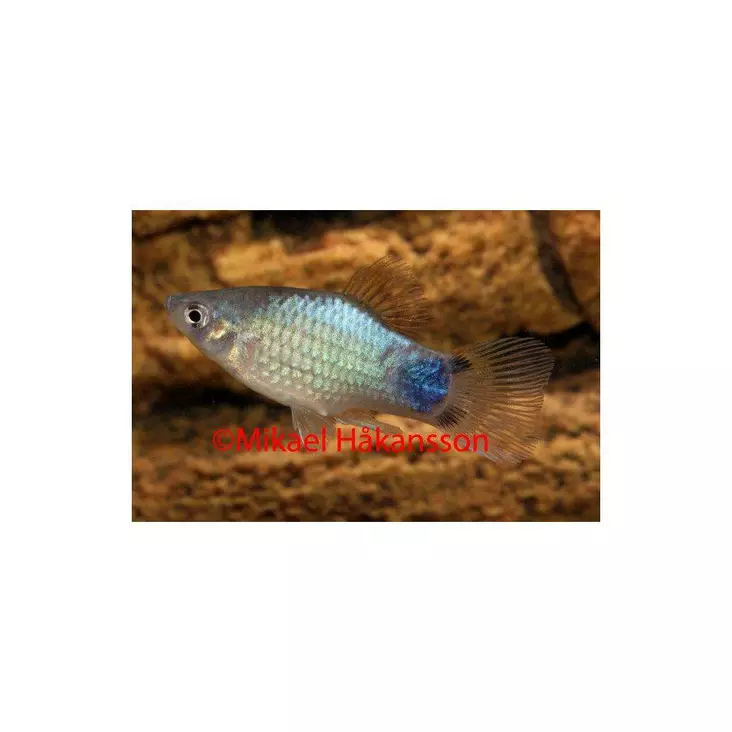 Platy Sininen neon - Synnyttävät ja killit - 0110117 - 1