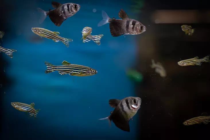 Seeprakala - Särkikalat - 7020247 - 1