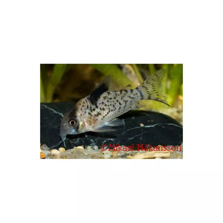 Sysievämonninen (C.leucomelas) - Pohjakalat - 3956163824717 - 1