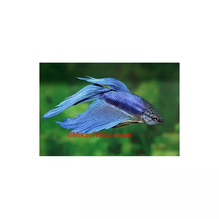 Taistelukala koiras - Labyrinttikalat - 7050077 - 1