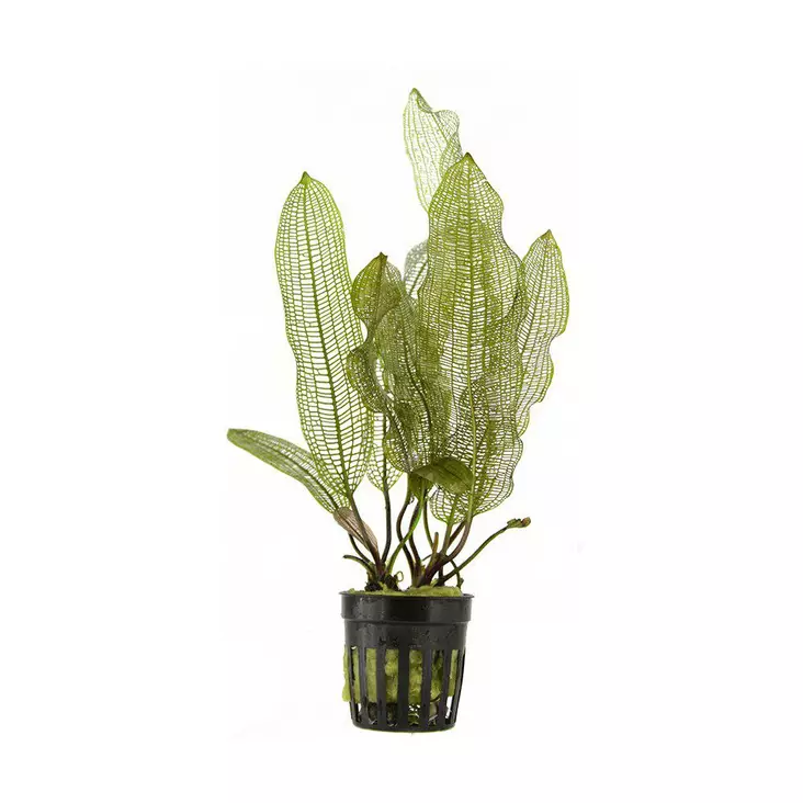 Verkkolehti Aponogeton madagascariensis - Akvaariokasvit - 125097122200197 - 1