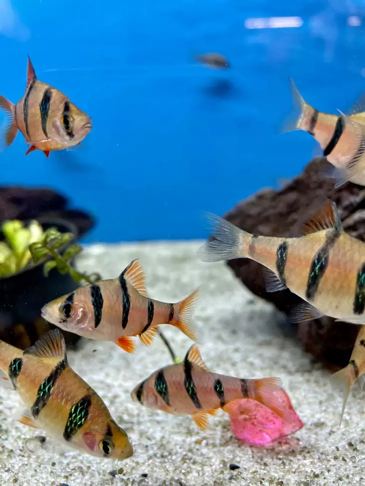 Viisiraitabarbi - Särkikalat - 7020087 - 1