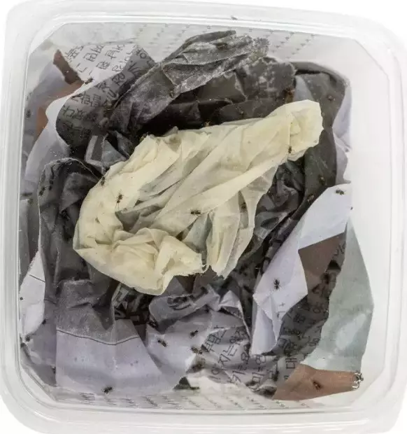 Acheta domestica kotisirkka M - Matelijoiden sirkat ym tuoreruoat - 551387 - 1