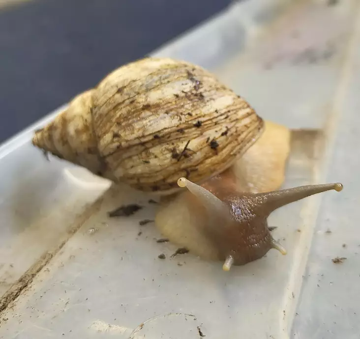 Akaattikotilo jade ja tumma - Kuoriaiset, sauvasirkat ym - 47683457 - 1