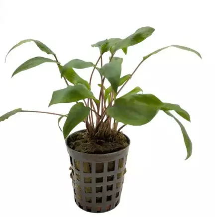 Akvaariokasvi Cryptocoryne undulatus gre - Akvaariokasvit - 70040027 - 1