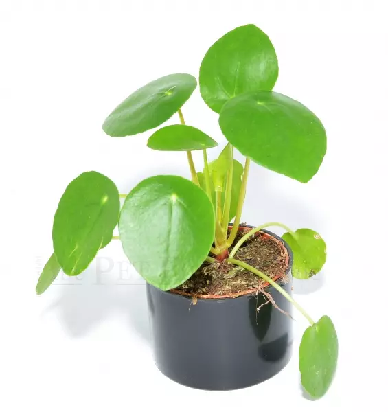 Kilpipiilea Pilea peperomioides - Terraariokasvit elävät - 425349442887 - 1