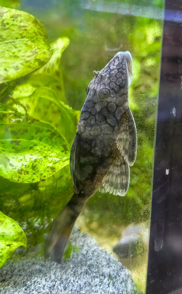 L37 Verkkotäpläpleko - Pohjakalat - 26480037 - 1