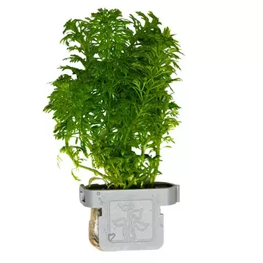 Limnophila sessiflora - Akvaariokasvit - 1587497 - 1