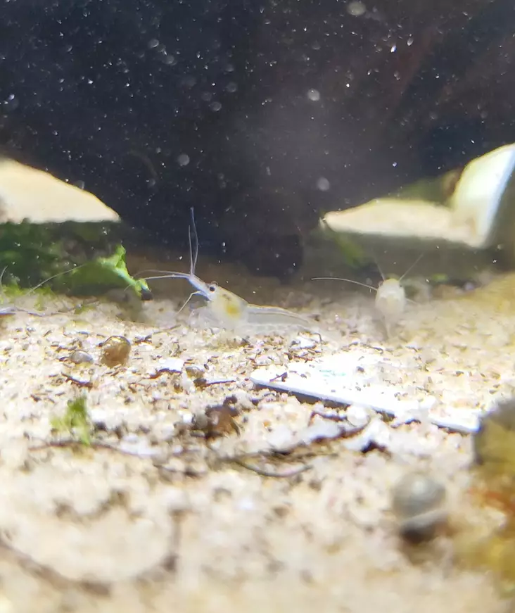 Neocaridina davidi "snowball" - Ravut ja kotilot - 75687678567867 - 1