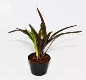 Bromelia Neoregelia "midas" - Terraariokasvit elävät - 1564987 - 1