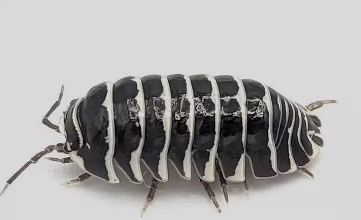 Siiralaji Seepra Armadillidium maculatum - Kuoriaiset, sauvasirkat ym - 4250349410107 - 2