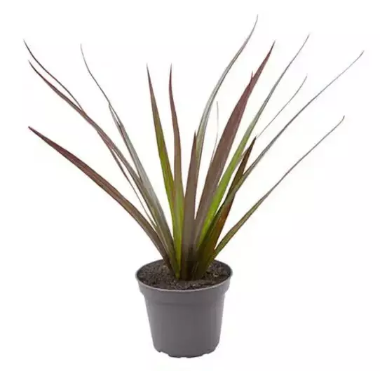 Traakkipuu "magenta" - Akvaariokasvit - 046567 - 1