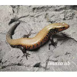 Tuliskinkki Riopa fernandi - Liskot ja kilpikonnat - 0355597 - 1