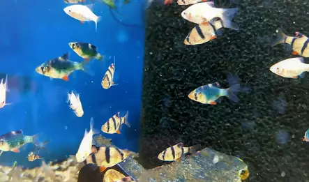 Tiikeribarbi Vihreä - Särkikalat - 7020278 - 1