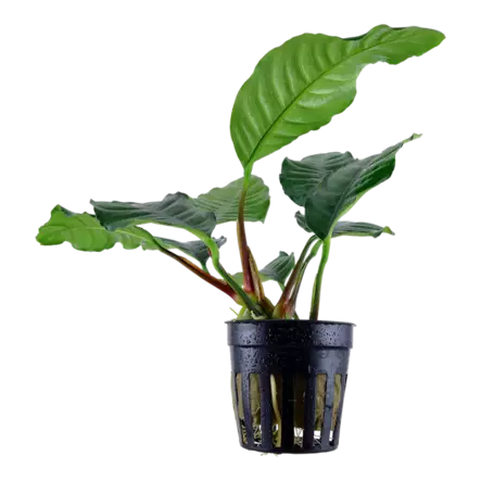 Anubias barteri var. caladiifolia xl - Akvaariokasvit - 10135487878 - 1