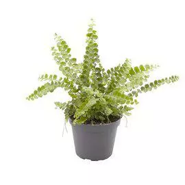 Kaarisulkasaniainen Dyffy - Terraariokasvit elävät - 0972718 - 2